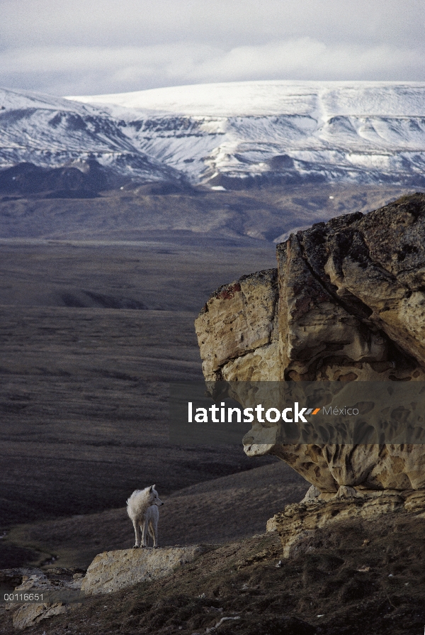 Lobo Ártico (Canis lupus) cerca de den, isla de Ellesmere, Nunavut, Canadá