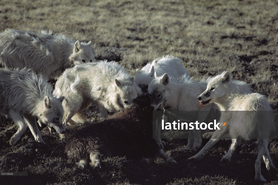 Paquete de lobo Ártico (Canis lupus) alimentándose de ternera de buey almizclero (Ovibos moschatus),