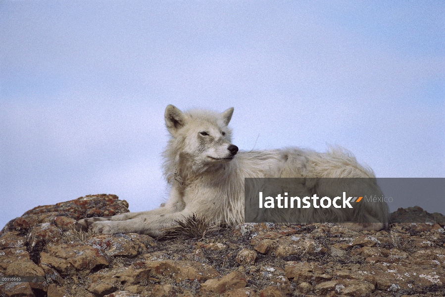 Lobo Ártico (Canis lupus) poniendo en la cima de montículos, isla de Ellesmere, Nunavut, Canadá