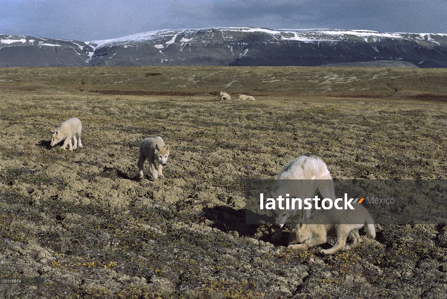 Lobo Ártico (Canis lupus) juvenil canguro PUP, isla de Ellesmere, Nunavut, Canadá