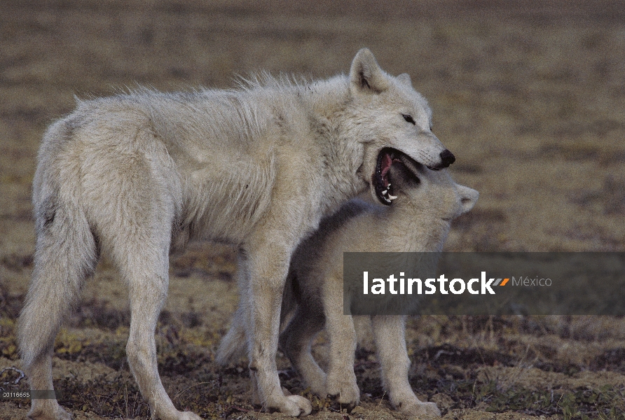 Lobo Ártico (Canis lupus), regurgitando alimento para cachorro pidiendo, isla de Ellesmere, Nunavut,