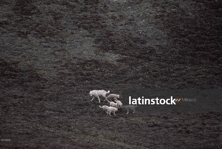 Lobo Ártico (Canis lupus) jugando con cachorros, isla de Ellesmere, Nunavut, Canadá