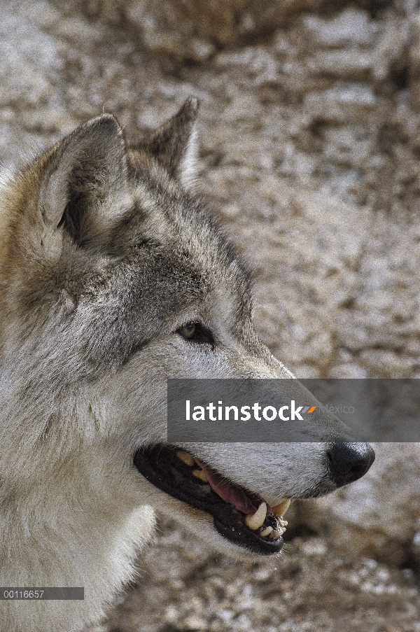 Perfil de lobo (Canis lupus), América del norte