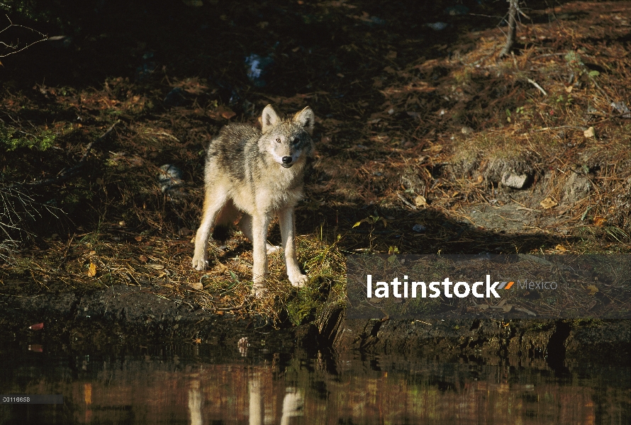 Lobo (Canis lupus) en el borde del agua, Minnesota