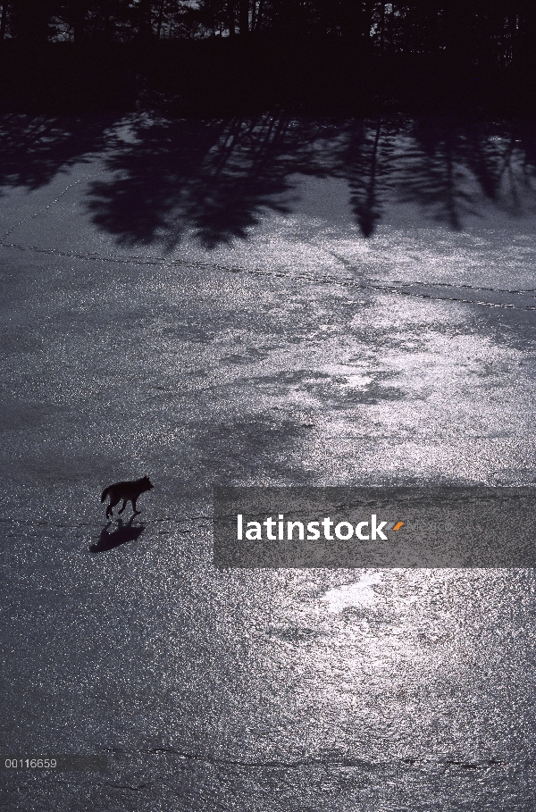 Lobo (Canis lupus) que atraviesa el lago congelado, Minnesota