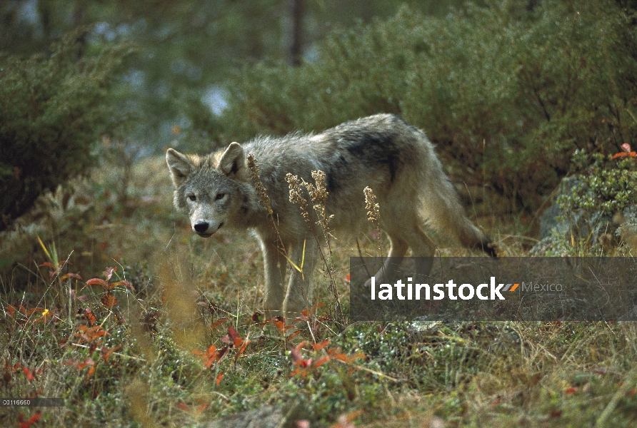 Juvenil de lobo (Canis lupus), Minnesota