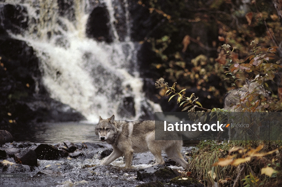 Lobo (lupus de Canis) cruzando el arroyo, bosque del nacional de Superior, Minnesota