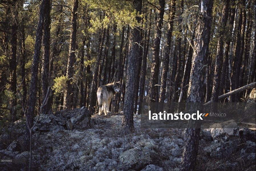 Lobo (Canis lupus) en bosque boreal, Northwoods, Minnesota