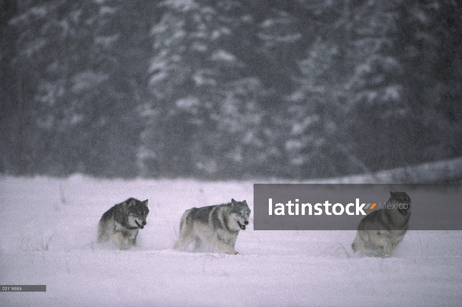 Trío de lobo (Canis lupus) en nieve, Minnesota