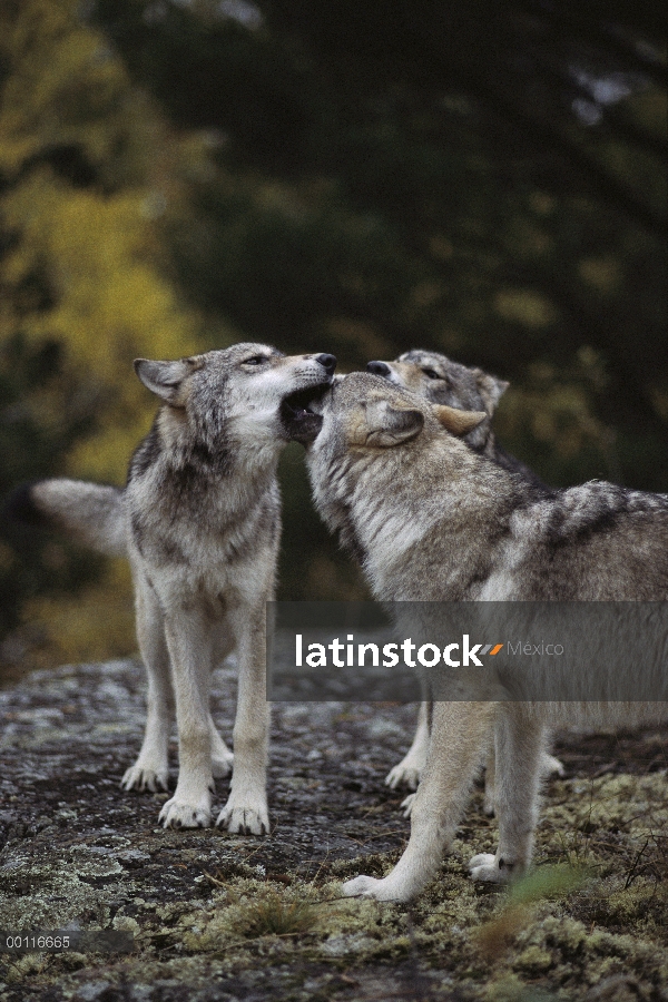 Juveniles del lobo (Canis lupus) en saludo ritual del lobo alfa, Minnesota