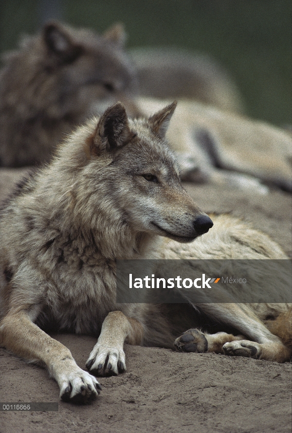 Lobo (Canis lupus) en reposo, Minnesota