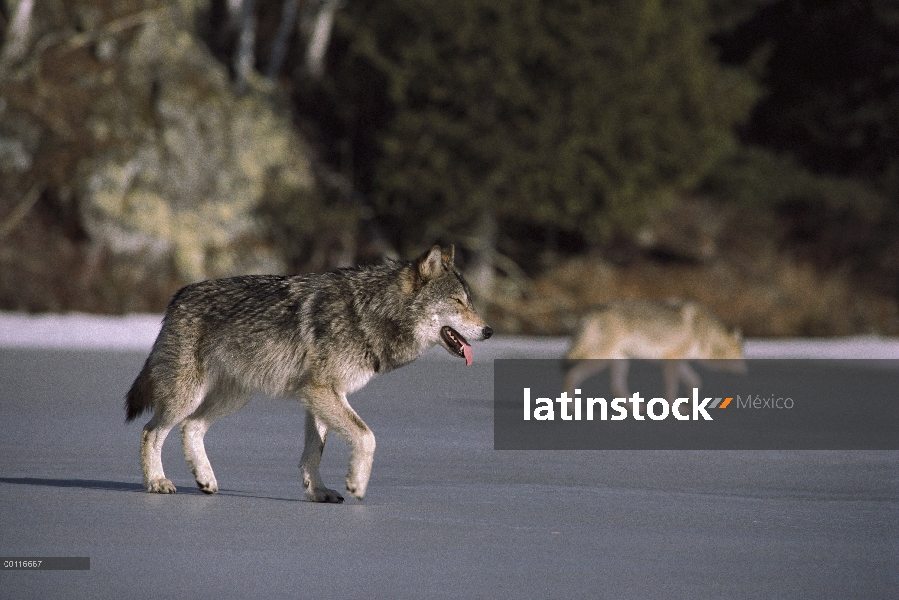 Cruce de par de lobo (Canis lupus) congelado lago, Minnesota Northwoods