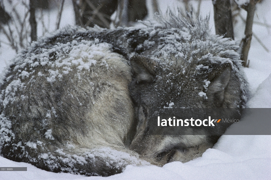 Lobo (lupus de Canis) acurrucado en nieve, Minnesota