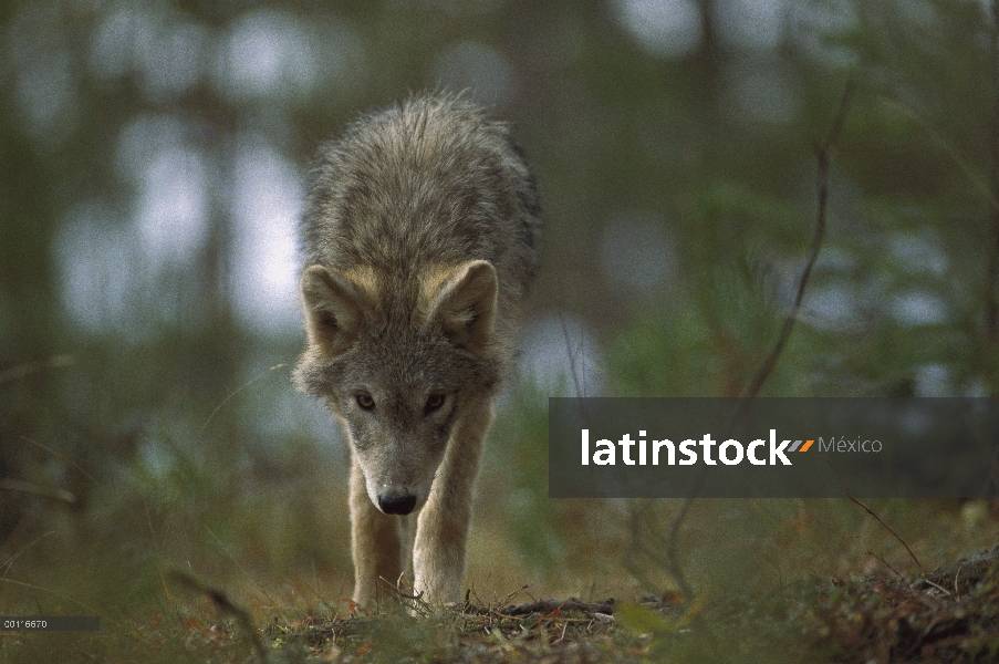 Cachorro de lobo (Canis lupus), Northwoods, Minnesota