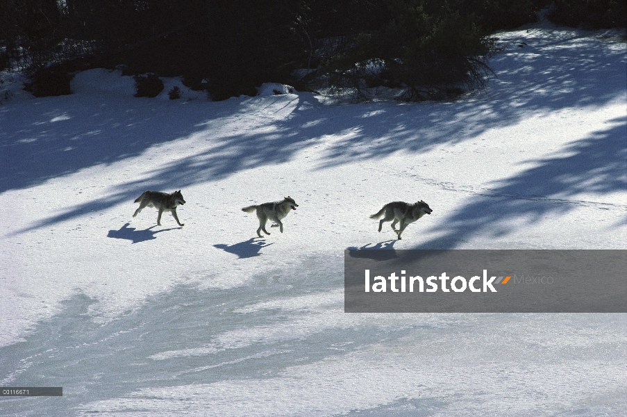 Trío de lobo (Canis lupus) que atraviesa el lago congelado, Minnesota