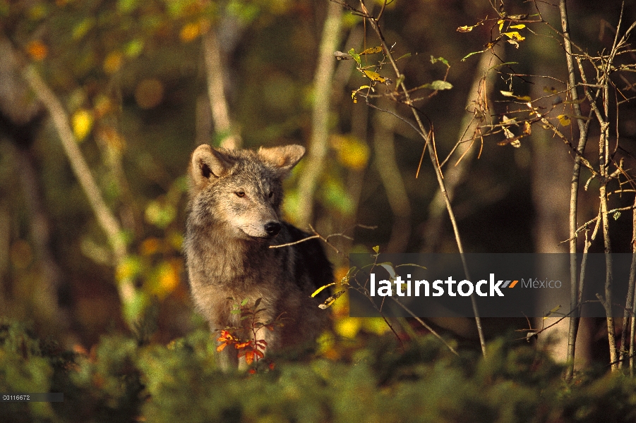 Juvenil de lobo (Canis lupus), Minnesota