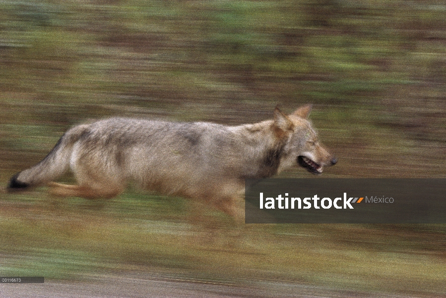 Lobo (Canis lupus) en ejecución, Minnesota