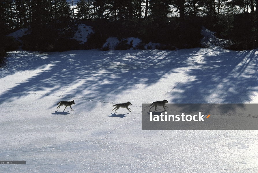 Trío de lobo (Canis lupus) que atraviesa el lago congelado, Minnesota