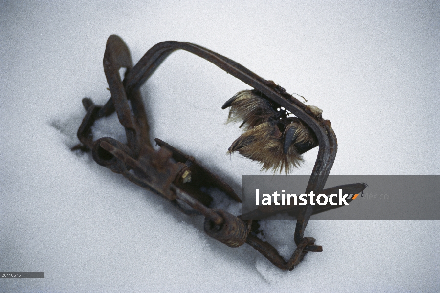 Pata de lobo (Canis lupus) atrapados en la trampa, América del norte