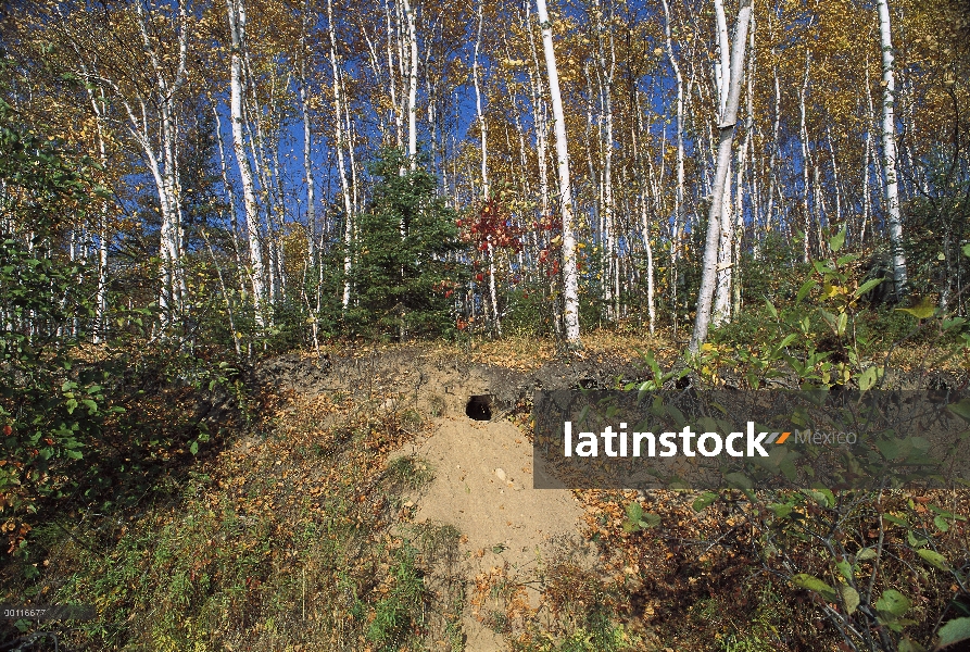 Sitio de posible den de lobo (Canis lupus) en cuesta arenosa orientada al sur, Minnesota