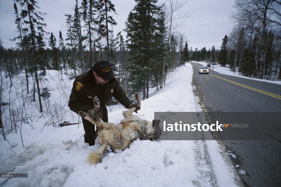 Oficial de conservación del lobo (Canis lupus) con un lobo muerto en el lado de la carretera, Améric