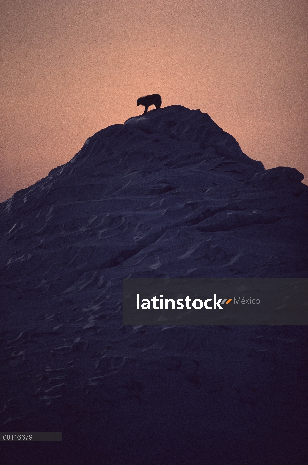 Lobo Ártico (Canis lupus) en la cima de iceberg, isla de Ellesmere, Nunavut, Canadá