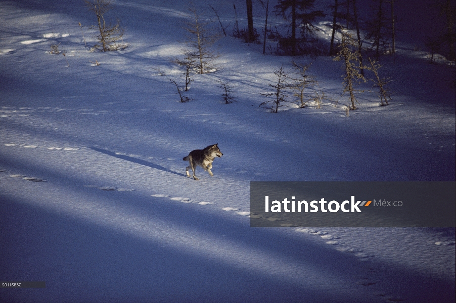 Lobo (Canis lupus) en nieve, Minnesota