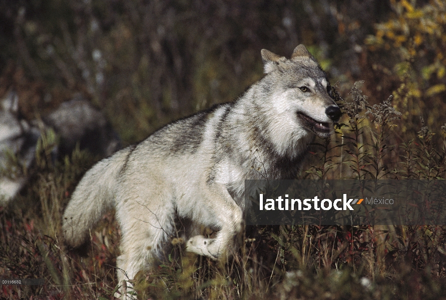 Lobo (Canis lupus) en ejecución, América del norte