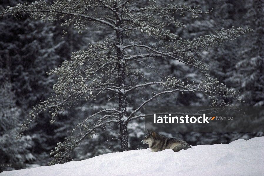 Lobo (lupus de Canis) descansando en la nieve, límite aguas canoa zona desierto, Minnesota