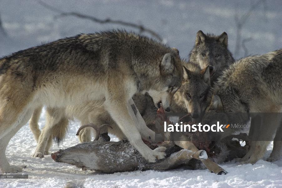 Paquete de lobo (Canis lupus) de alimentación en el canal de venado de cola blanca (Odocoileus virgi