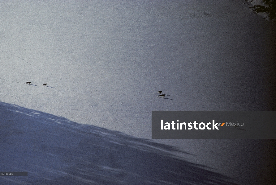 Paquete de lobo (Canis lupus) corriendo sobre el lago congelado, Minnesota