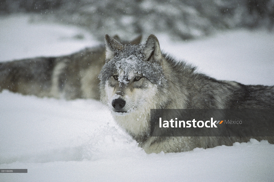 Lobo (Canis lupus) en nieve profunda, límite aguas canoa zona desierto, Minnesota