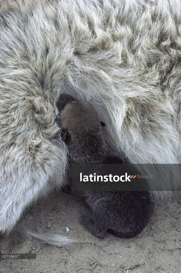 Lobo (lupus de Canis) un día de edad cachorro enfermería, Minnesota