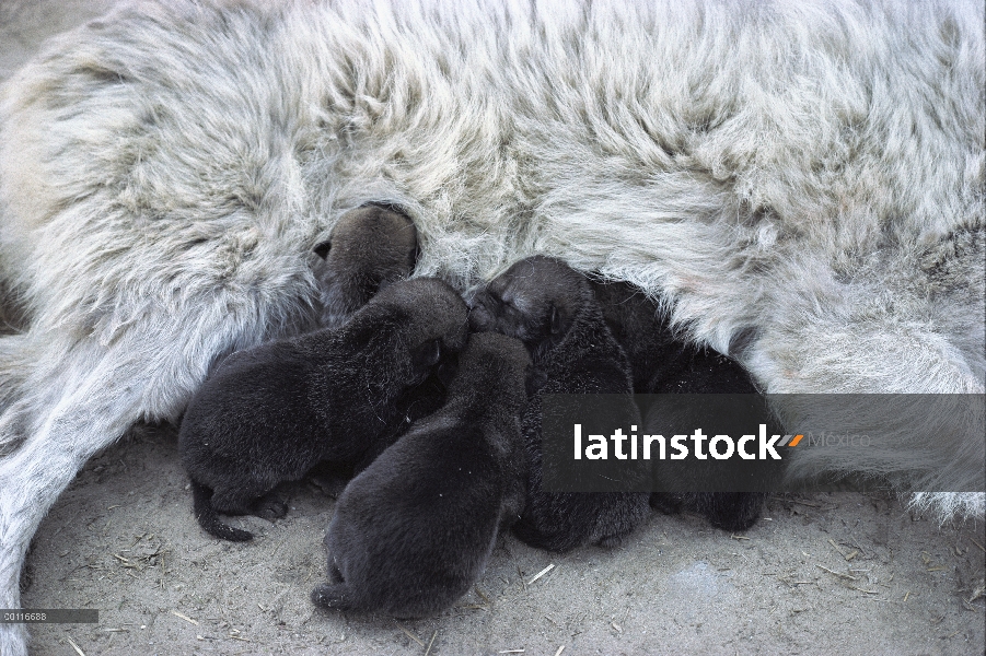 Lobo (lupus de Canis) un días de edad cachorros de enfermería, Minnesota