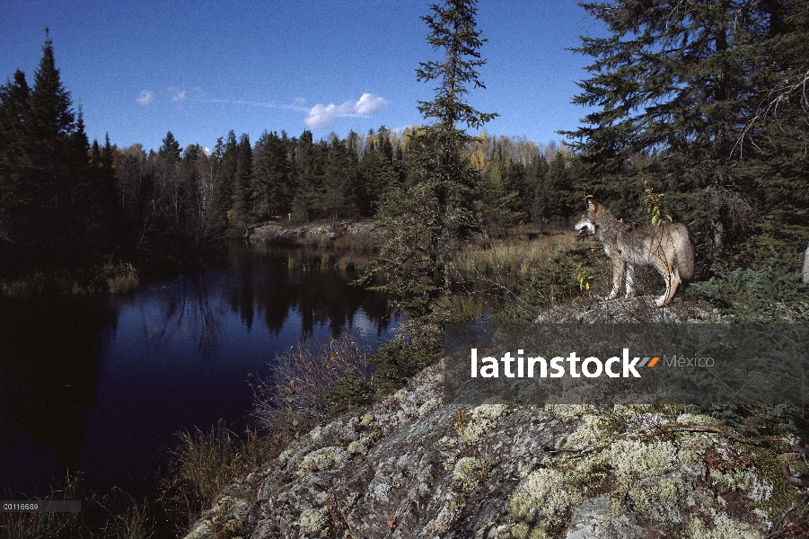 Lobo (lupus de Canis) parado en roca con vistas al agua, Minnesota