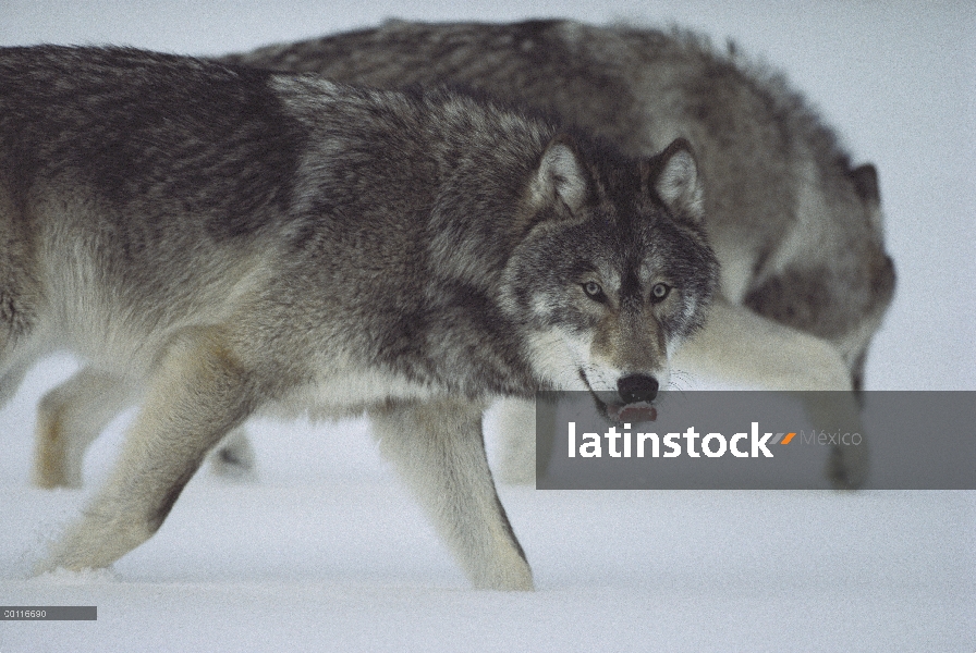 Lobo (lupus de Canis) lamiendo su nariz, Minnesota