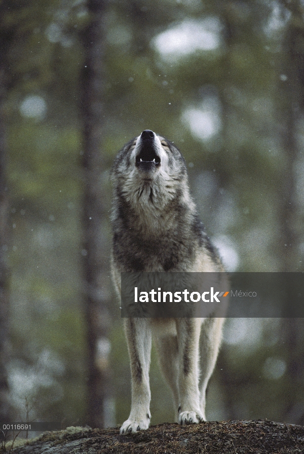 Lobo (lupus de Canis) aullando en luz Nevada, Minnesota