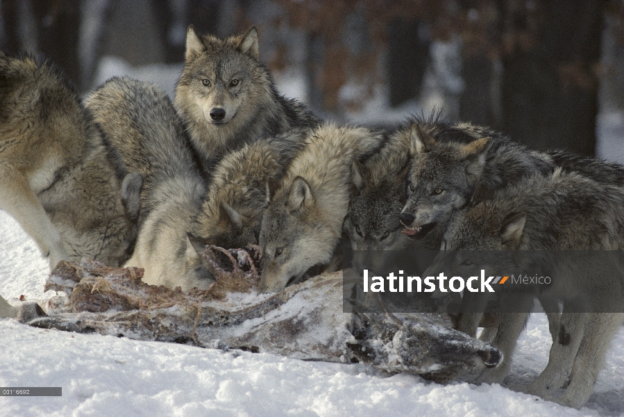 Paquete de lobo (Canis lupus) alimentándose de matar venados de cola blanca (Odocoileus virginianus)