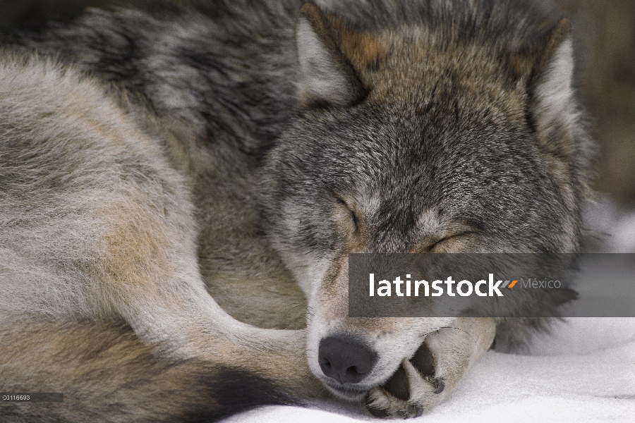 Lobo (lupus de Canis) durmiendo, Minnesota