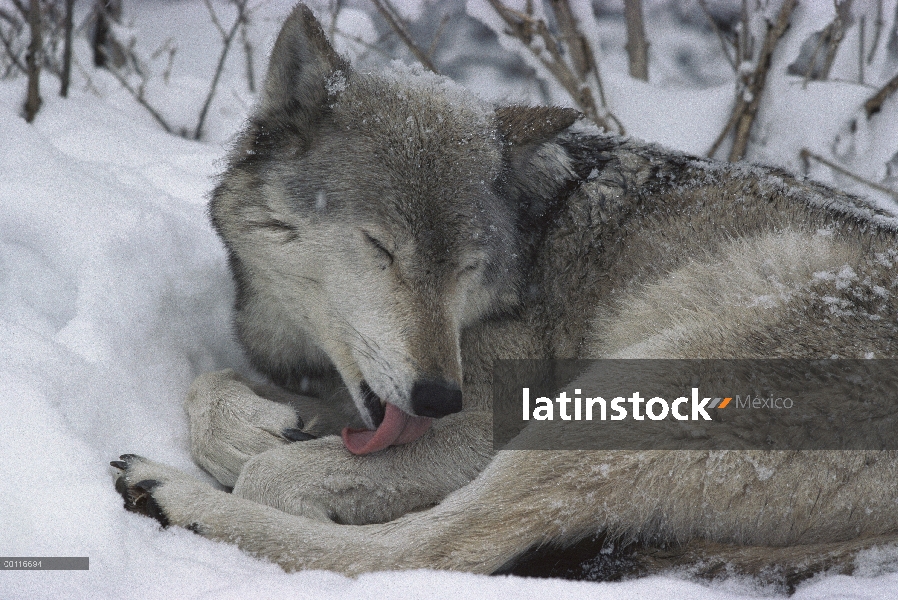 Lobo (lupus de Canis) lamiendo su pata delantera, Minnesota