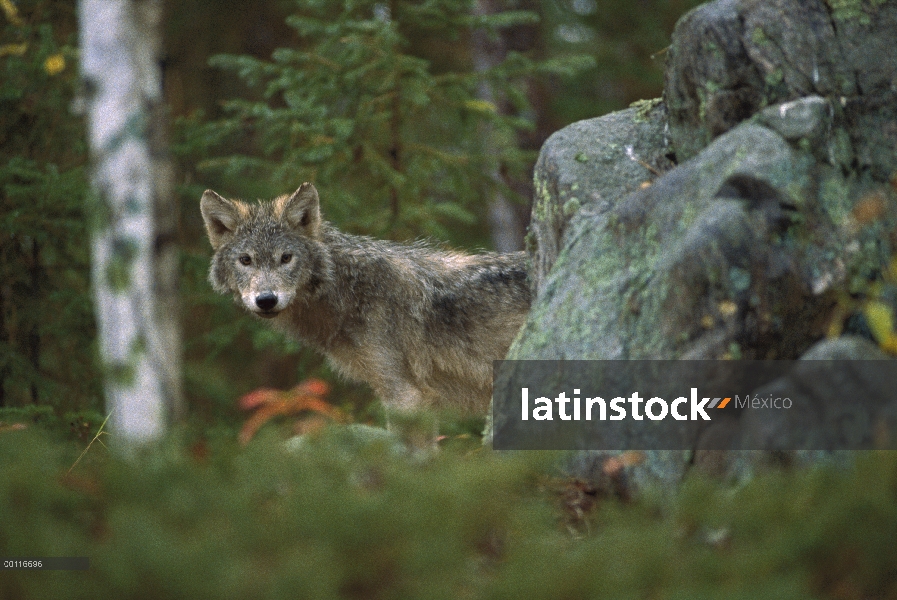 Juvenil de lobo (Canis lupus) en bosque, Minnesota