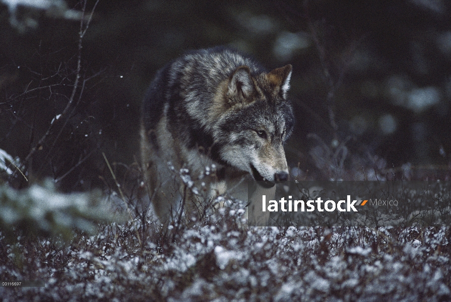 Aunque a pie de lobo (Canis lupus) cubierta de nieve del cepillo, Minnesota