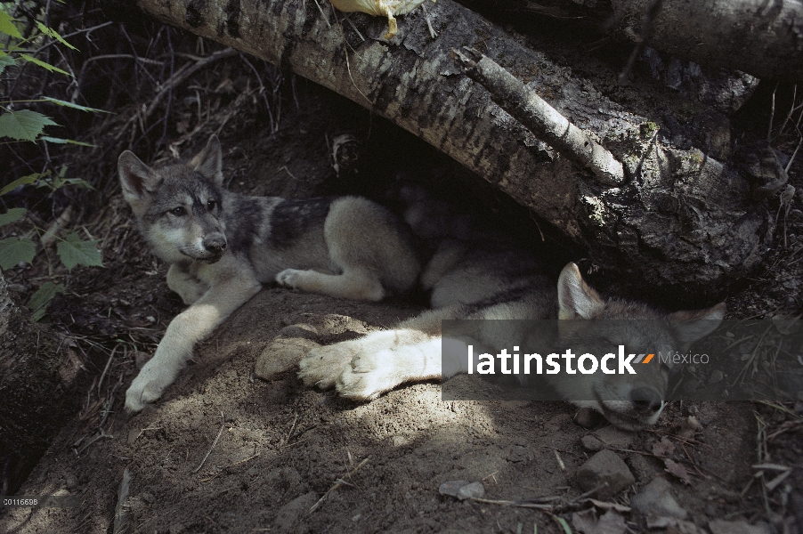 Cachorros de lobo (Canis lupus) descansando en la entrada de la guarida, América del norte