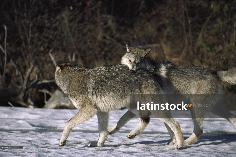 Par de lobo (Canis lupus) jugando, América del norte