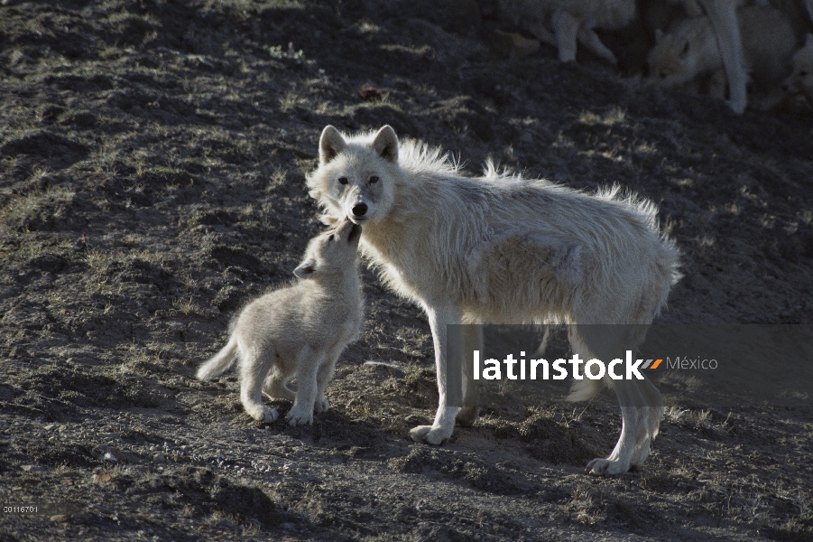 Cachorro de lobo Ártico (Canis lupus) mendigando comida de adulto, isla de Ellesmere, Nunavut, Canad