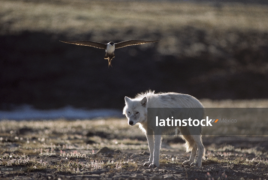 Jaeger largo-atado (Stercorarius longicaudus) ataca el lobo Ártico (Canis lupus) pie demasiado cerca