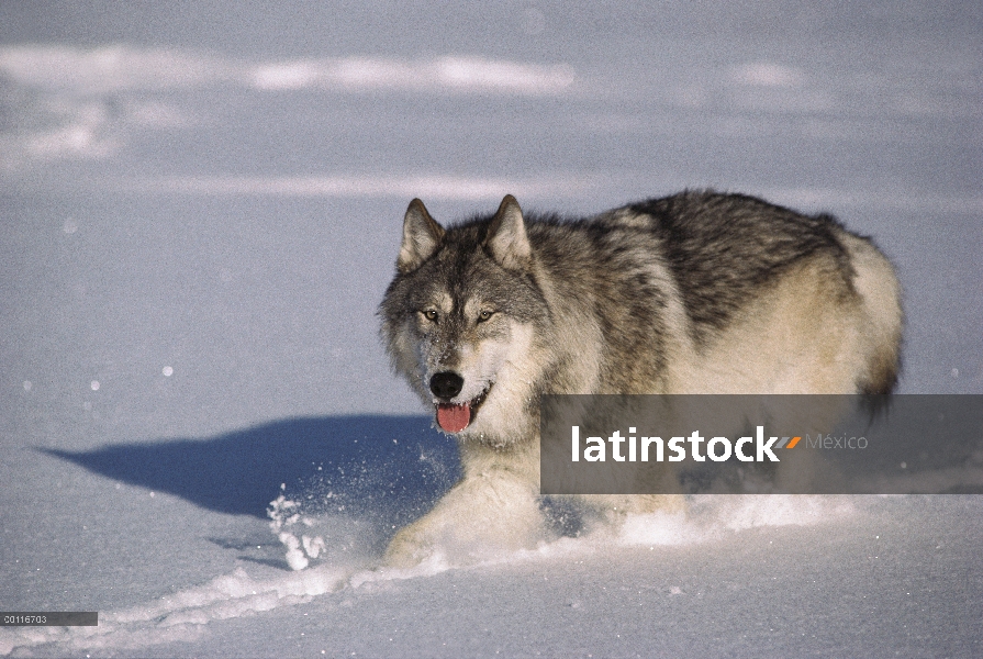 Lobo (Canis lupus) en nieve profunda, Minnesota