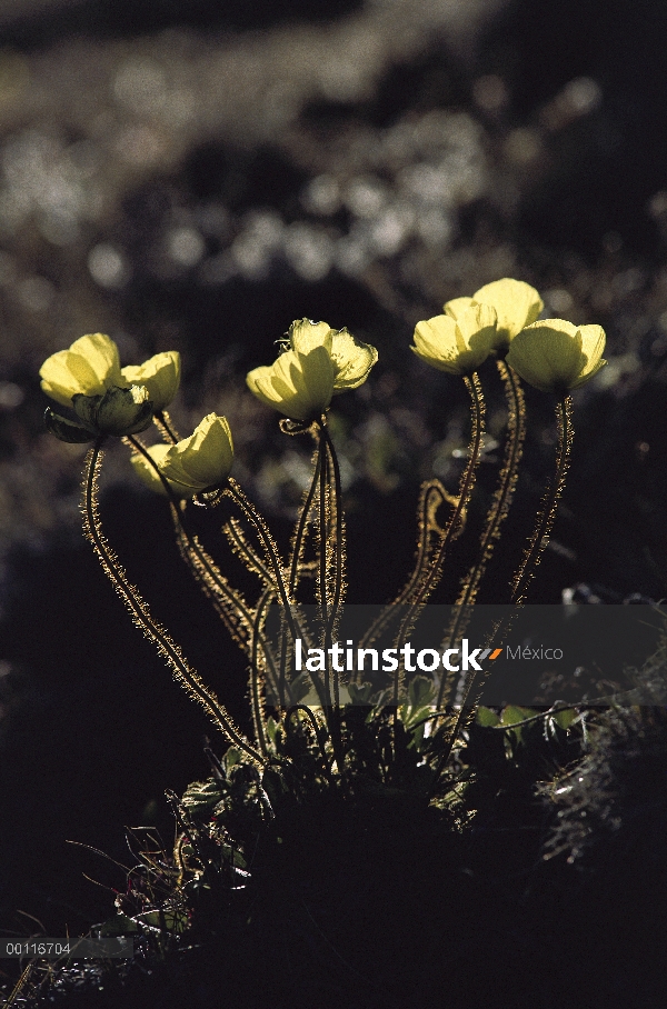 Flores de Ártico la amapola (Papaver lapponicum), isla de Ellesmere, Nunavut, Canadá