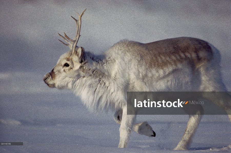 Caribú de Peary (Rangifer tarandus pearyi) en nieve, isla de Ellesmere, Nunavut, Canadá