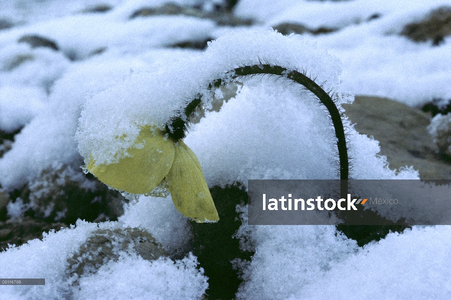 Flor de Ártico la amapola (Papaver lapponicum) doblado bajo el hielo y nieve, isla de Ellesmere, Nun